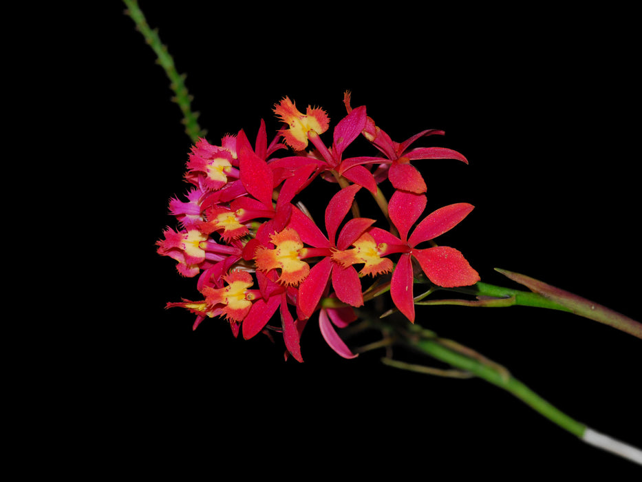 Epidendrum Pacific Glory Red