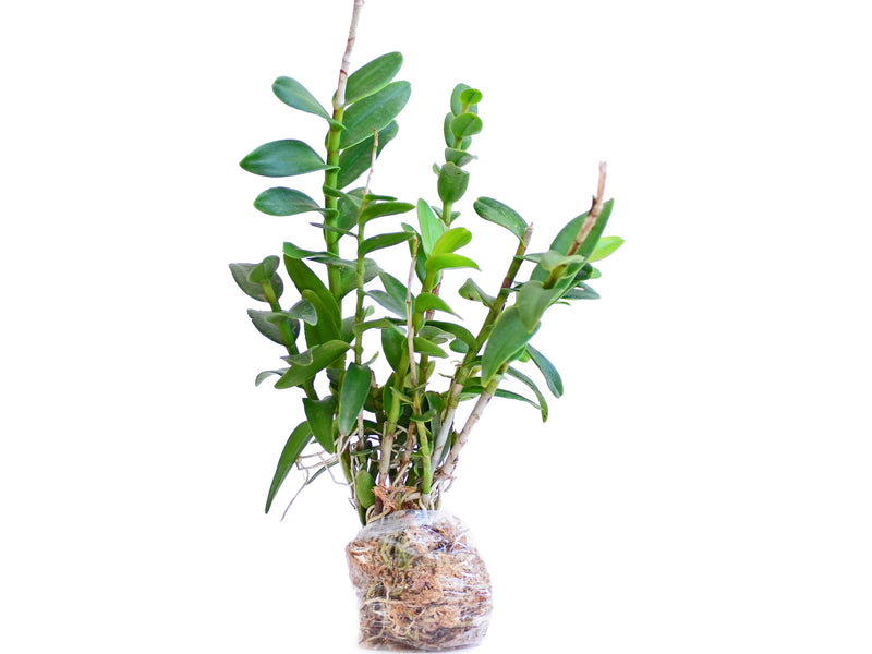 Epidendrum Pacific Glory