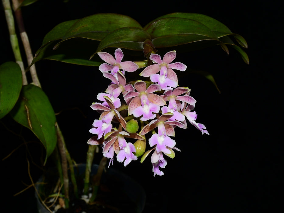 Epidendrum Pautenito