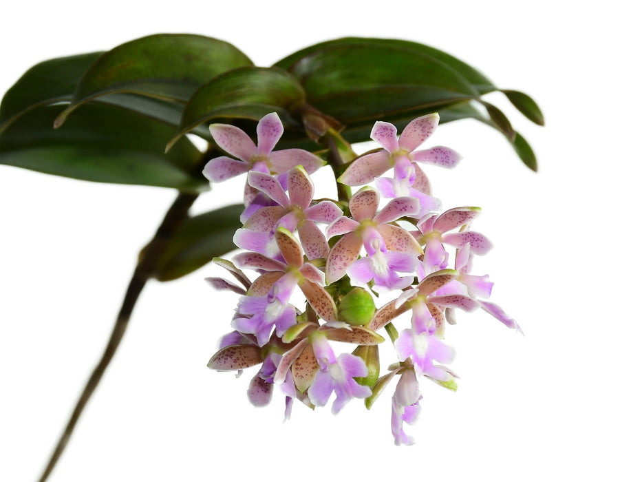 Epidendrum Pautenito