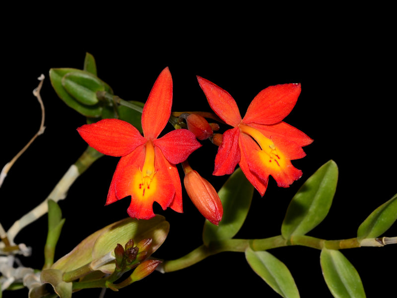 Epidendrum Veitchii