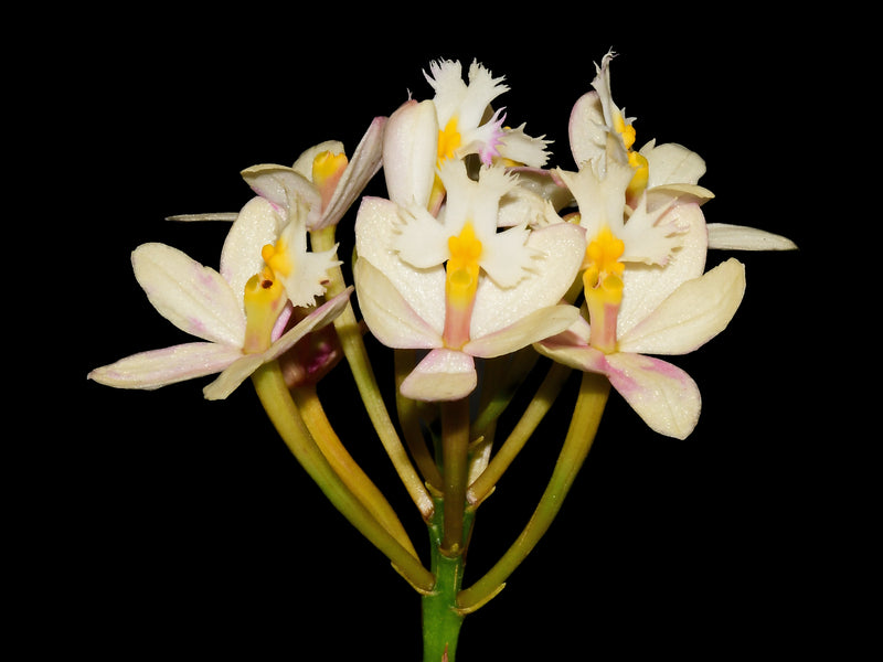 Epidendrum Wedding Valley 'Yukimai'