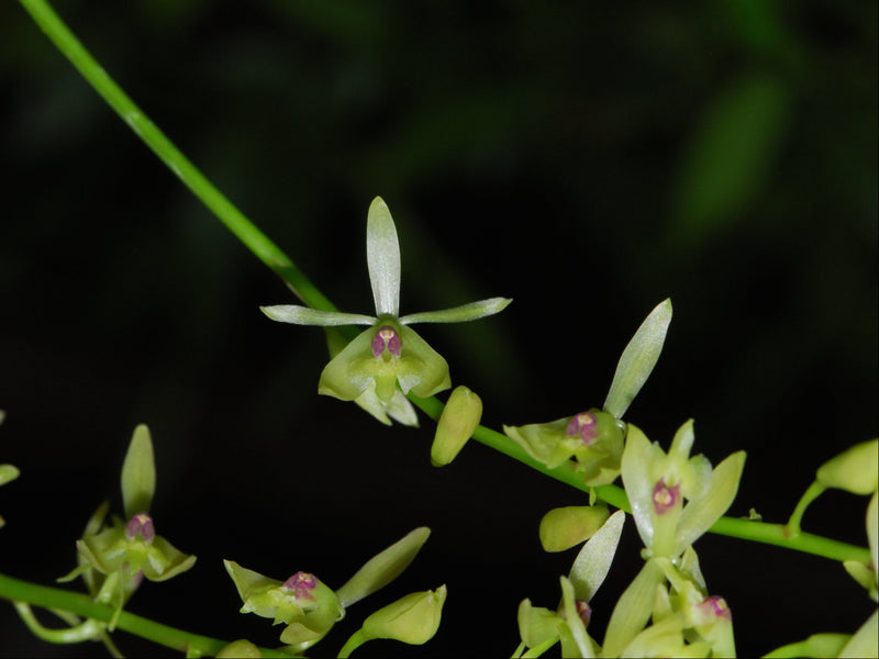 Epidendrum acrorhodum