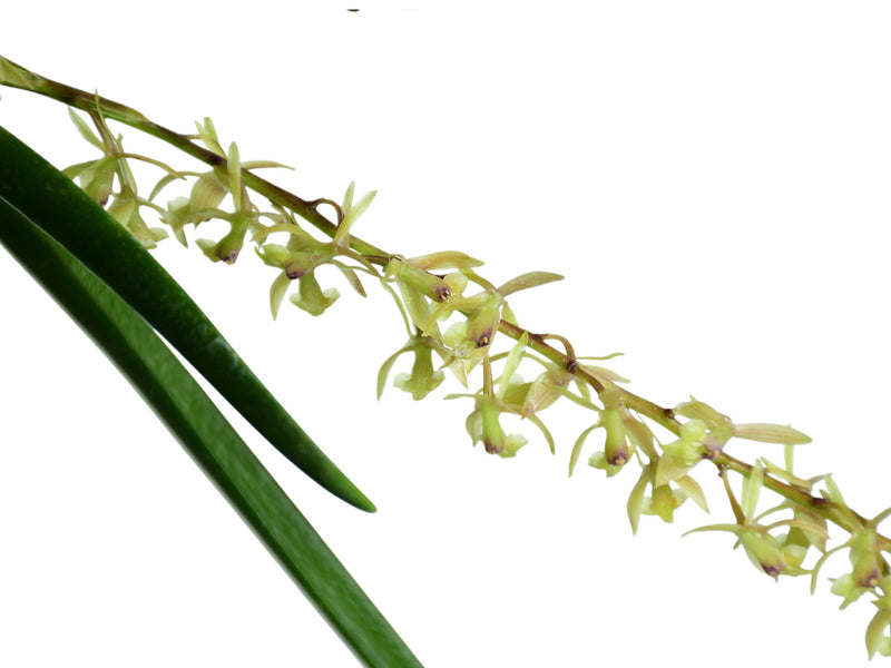 Epidendrum acrorhodum
