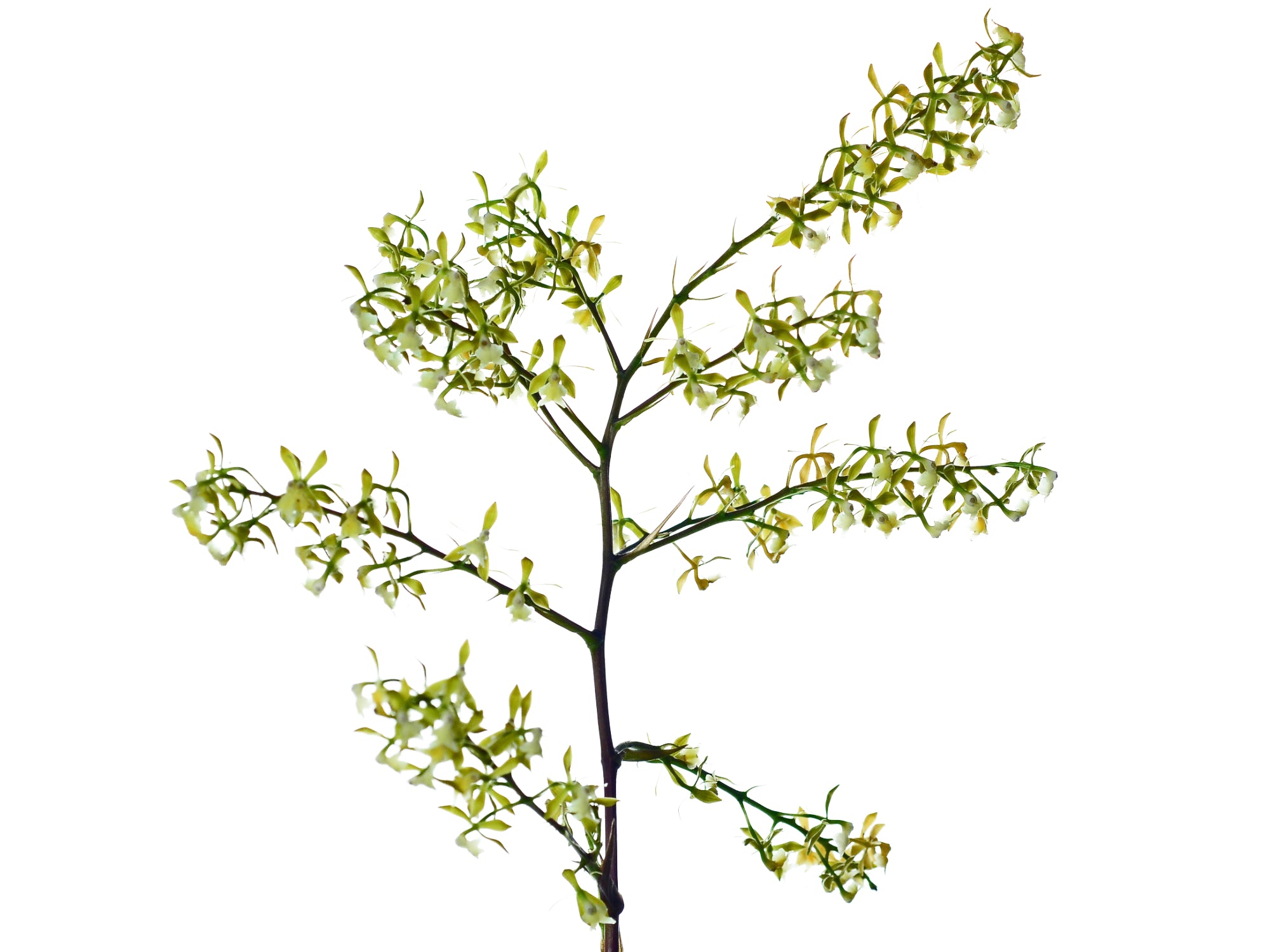 Epidendrum agoyanense