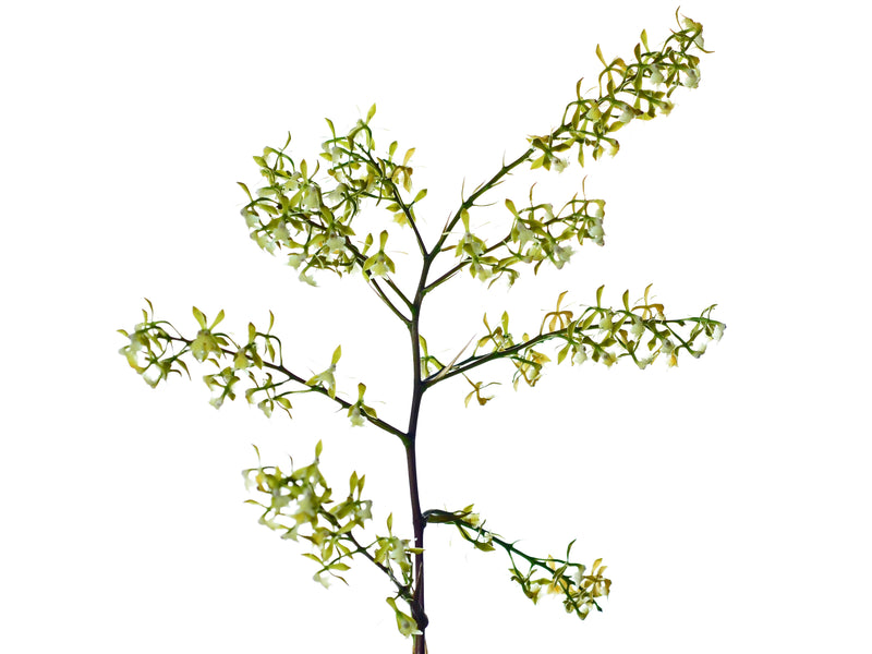 Epidendrum agoyanense