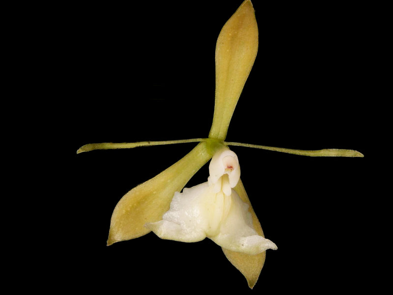 Epidendrum agoyanense