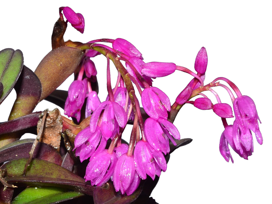 Epidendrum amethystinum