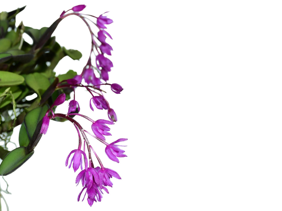 Epidendrum amethystinum