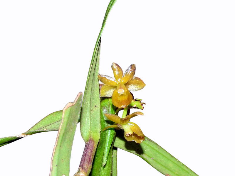 Epidendrum amoanum