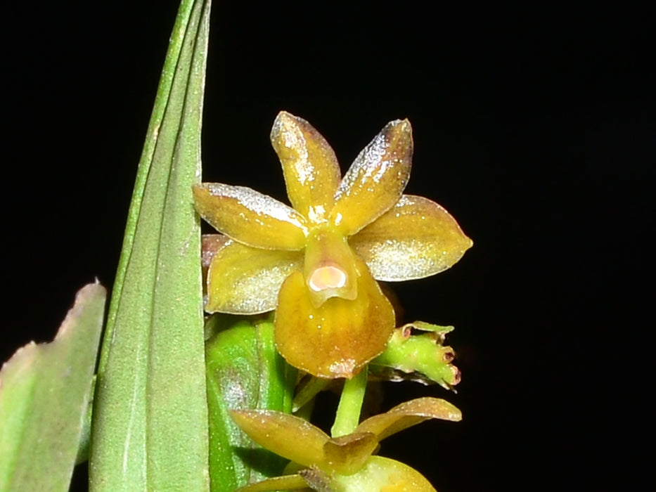 Epidendrum amoanum