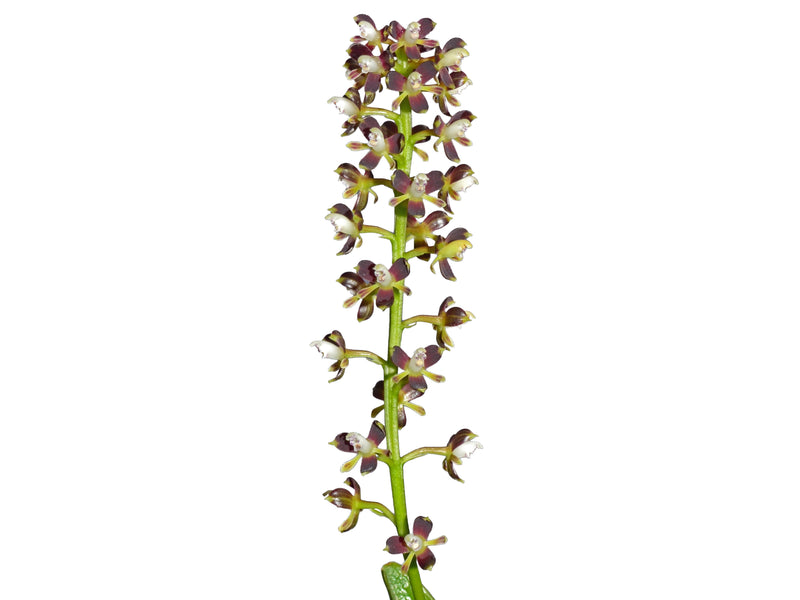 Epidendrum ancistronum
