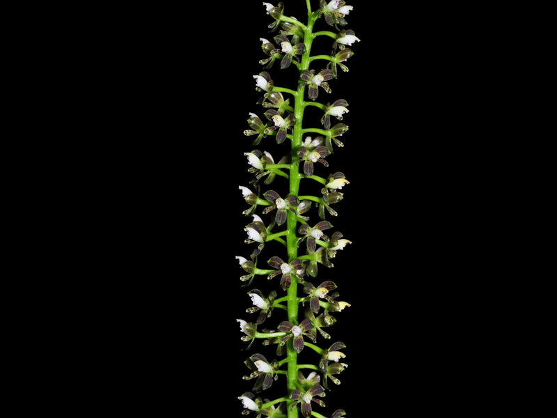 Epidendrum ancistronum