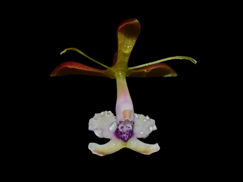 Epidendrum angaritae