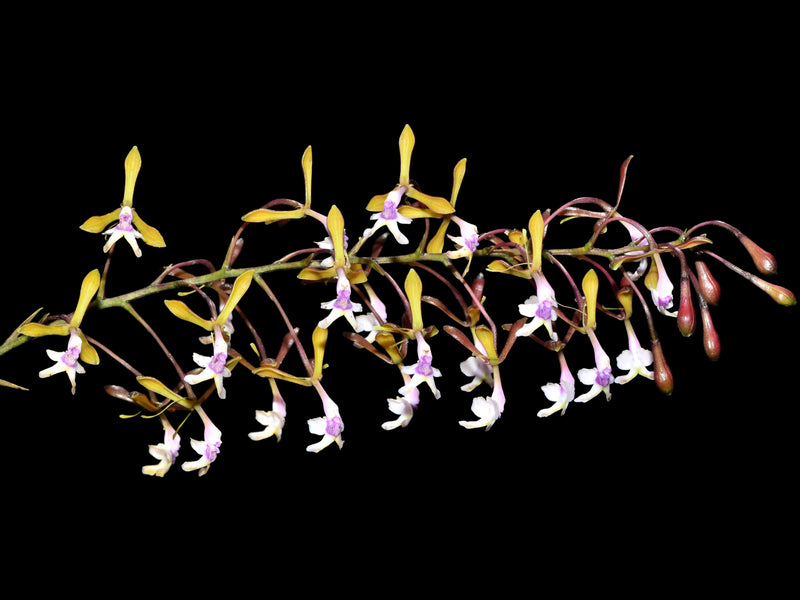 Epidendrum angaritae