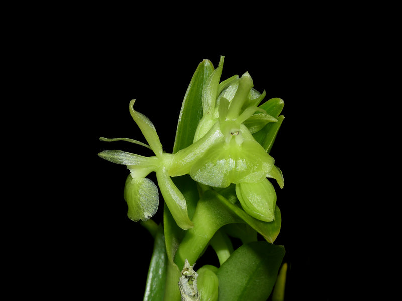 Epidendrum angustatum