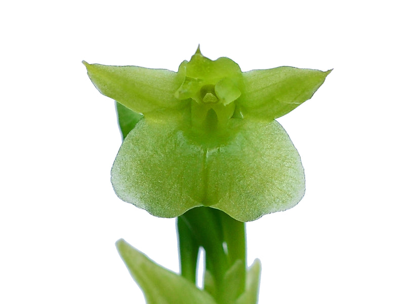 Epidendrum angustatum