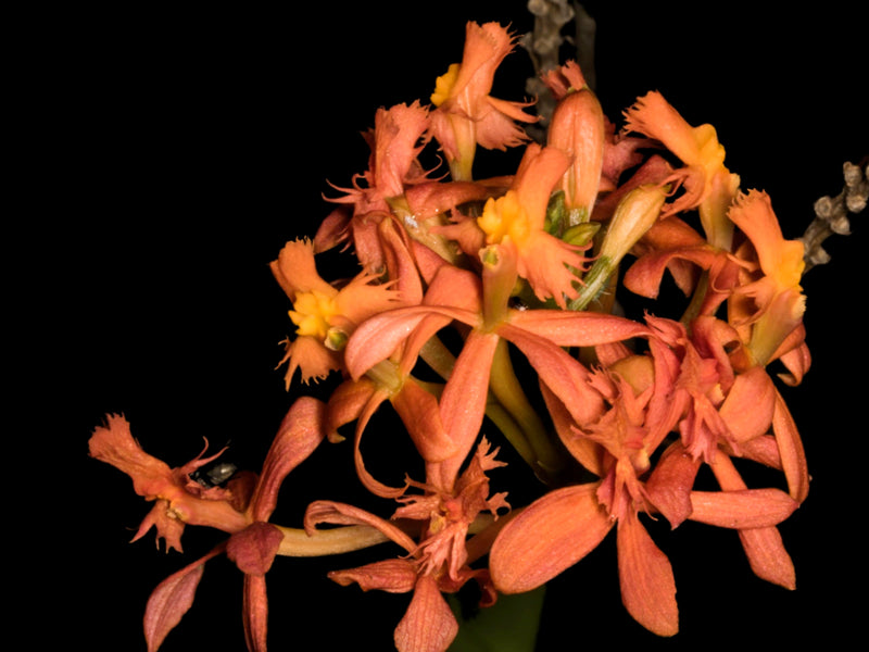 Epidendrum arachnoglossum
