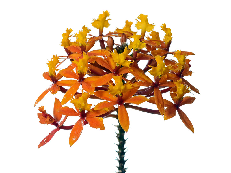 Epidendrum arachnoglossum