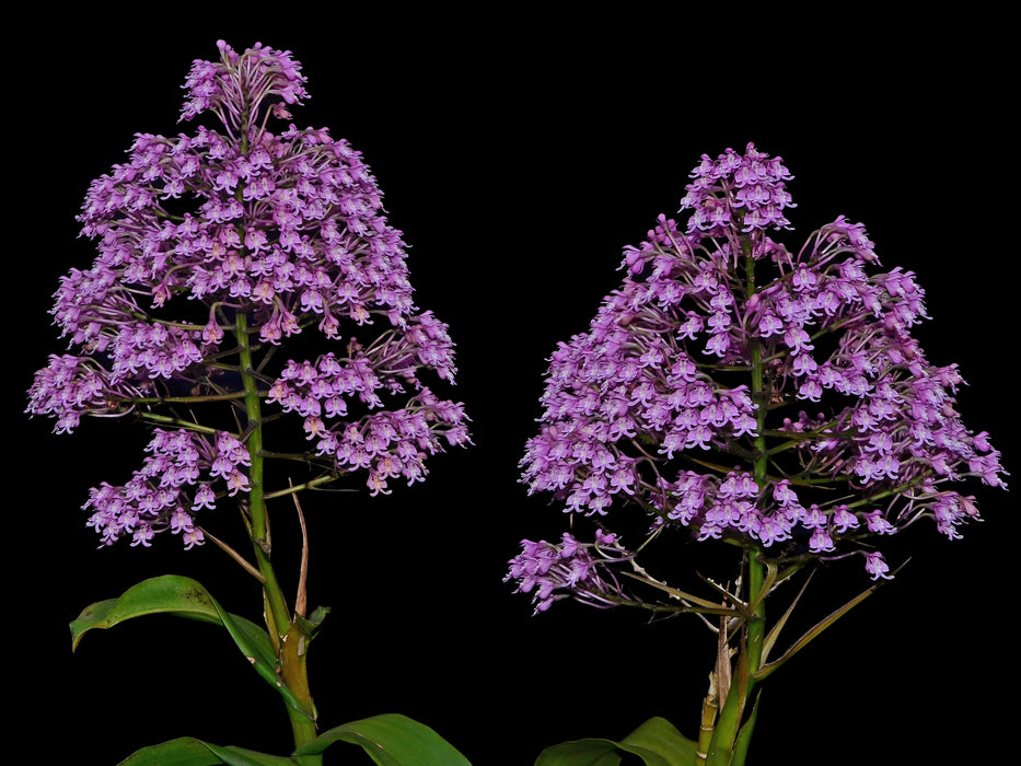 Epidendrum atacazoicum