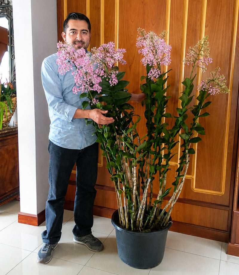 Epidendrum atacazoicum