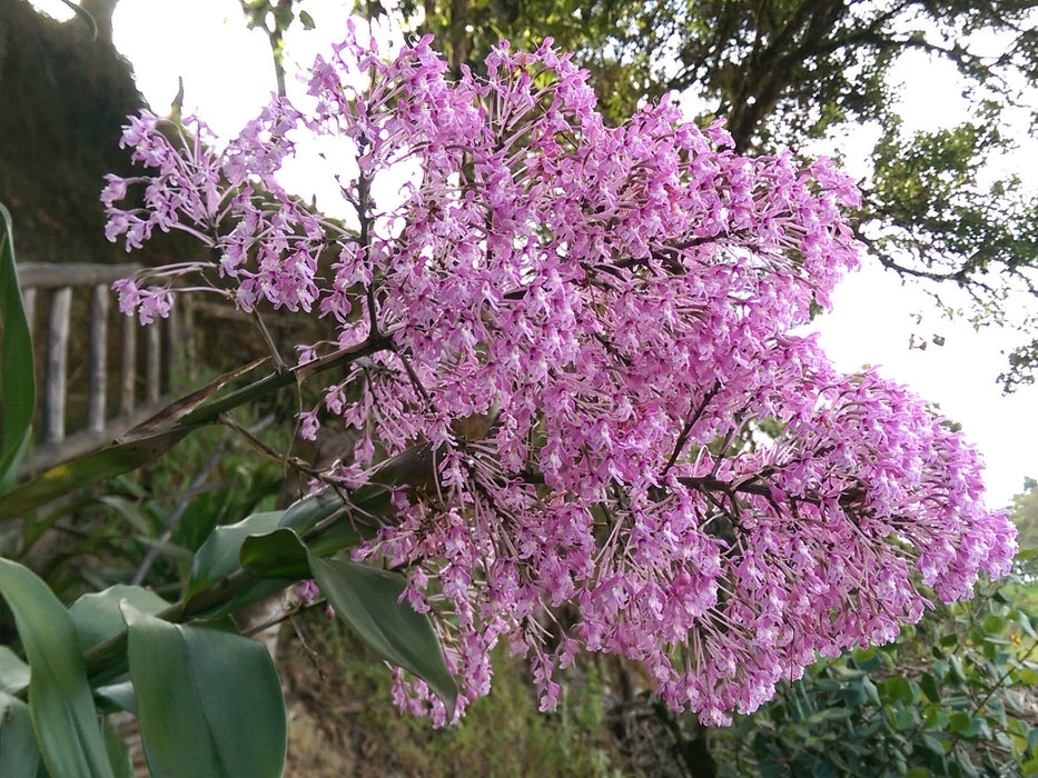 Epidendrum atacazoicum