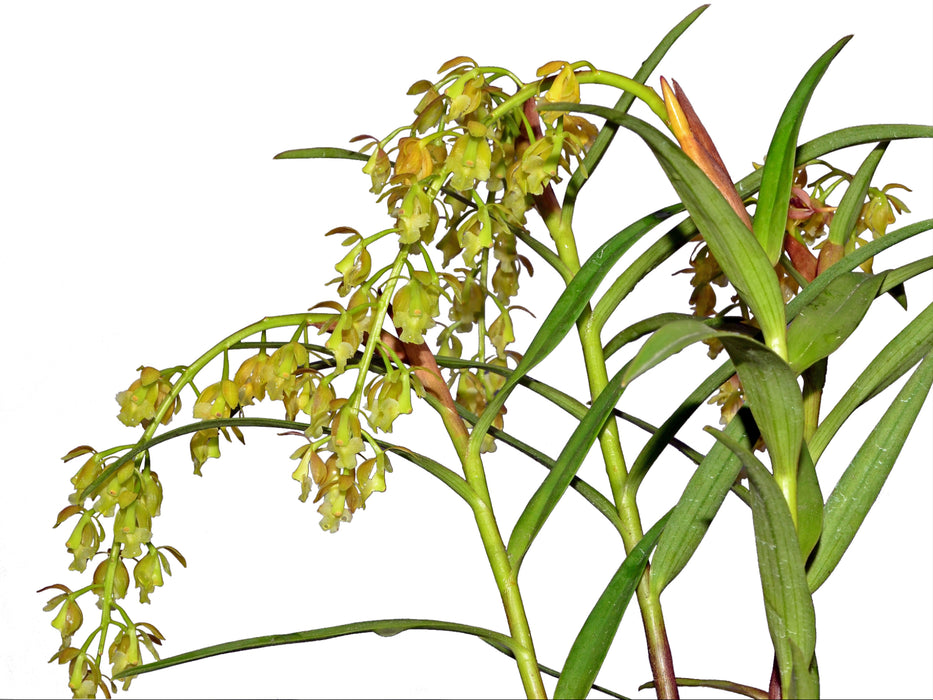 Epidendrum baezense