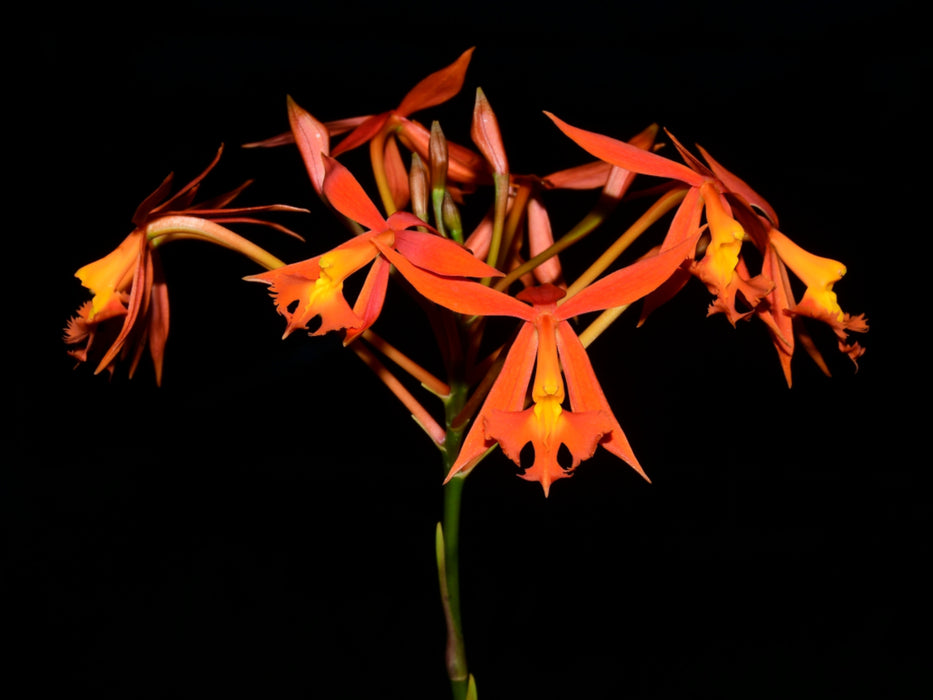 Epidendrum baumannianum