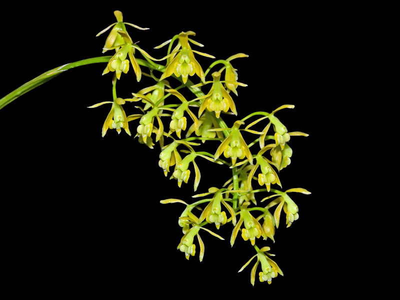 Epidendrum bivalve