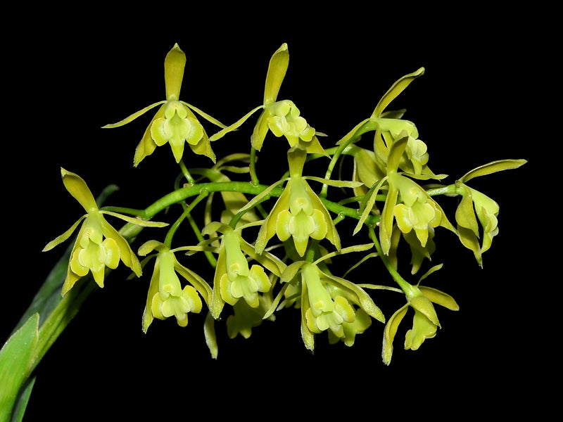 Epidendrum bivalve