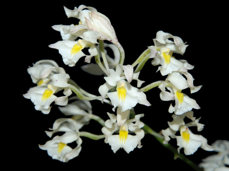 Epidendrum bracteolatum