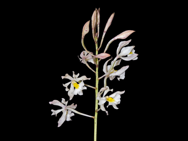 Epidendrum bracteolatum