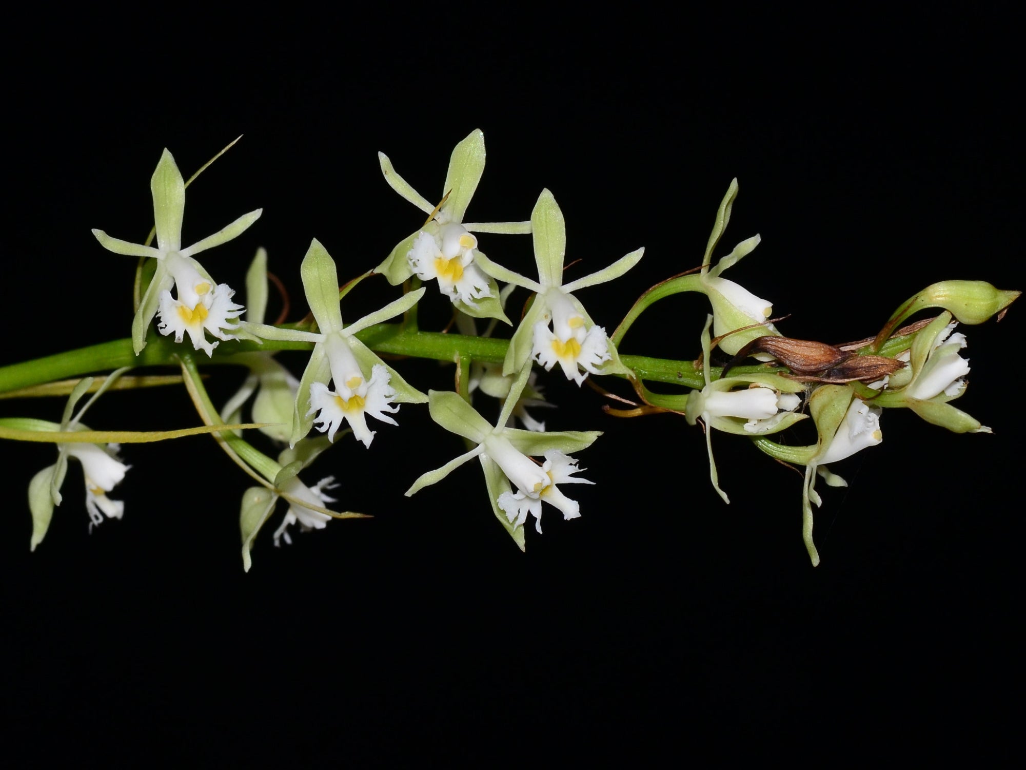 Epidendrum brevivenium