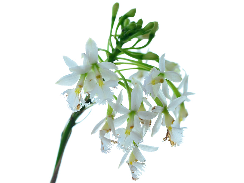 Epidendrum calanthum alba