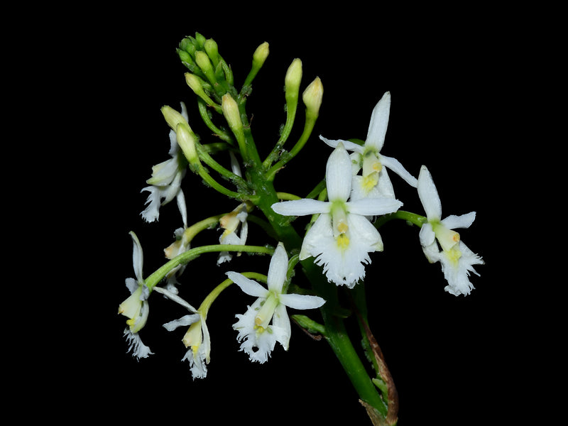 Epidendrum calanthum alba
