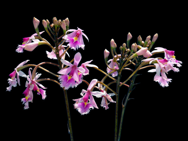 Epidendrum calanthum