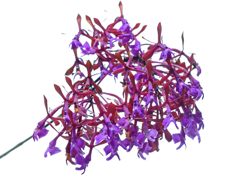 Epidendrum capricornu