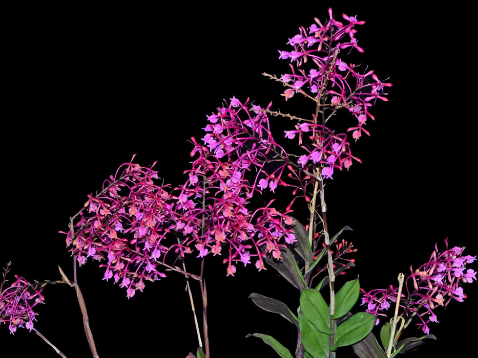 Epidendrum capricornu