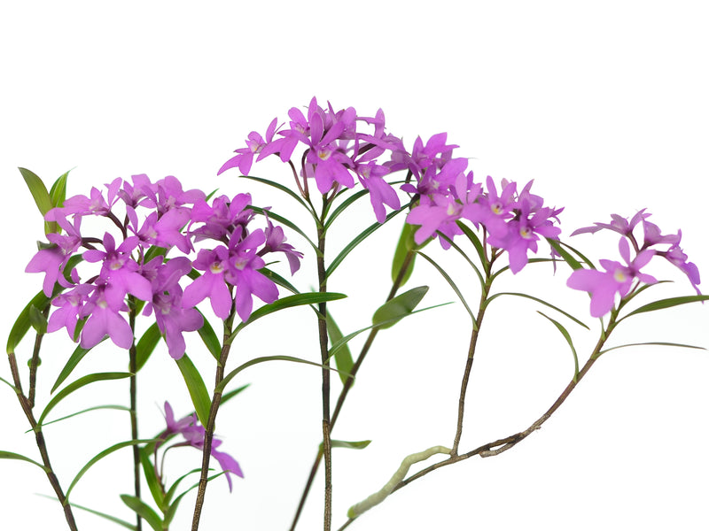 Epidendrum centropetalum