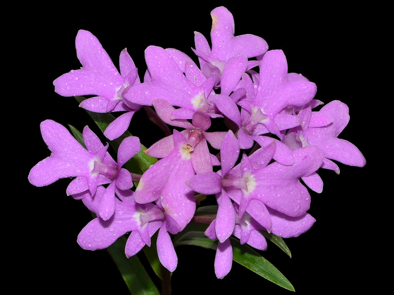 Epidendrum centropetalum