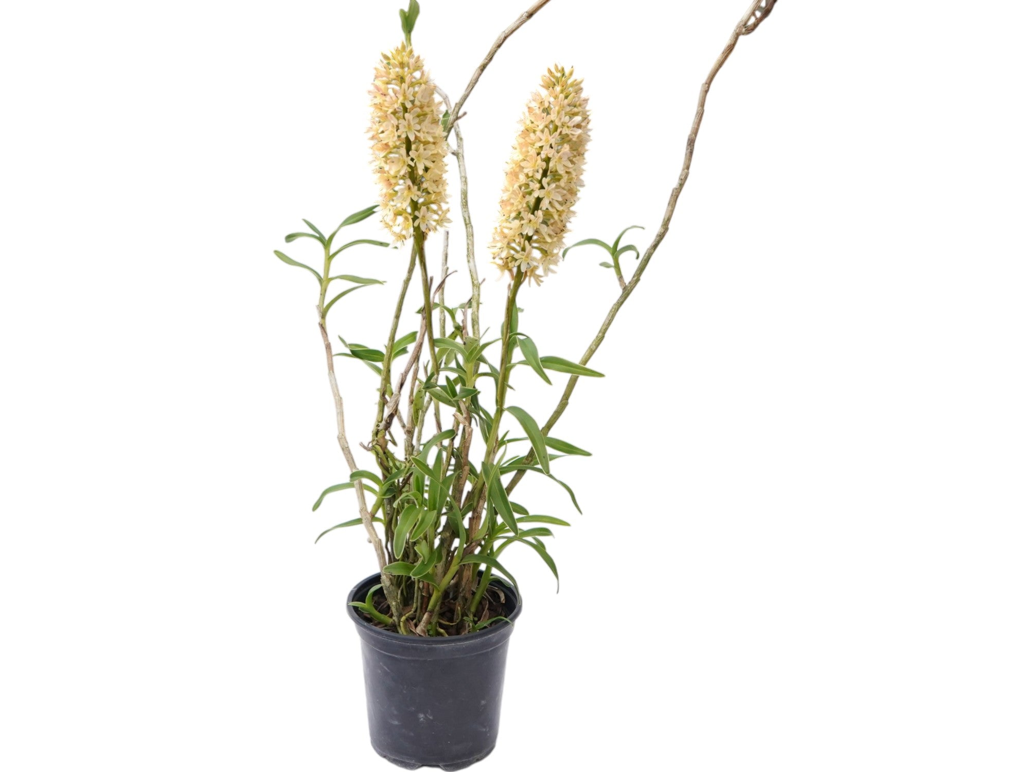 Epidendrum chondrochilum