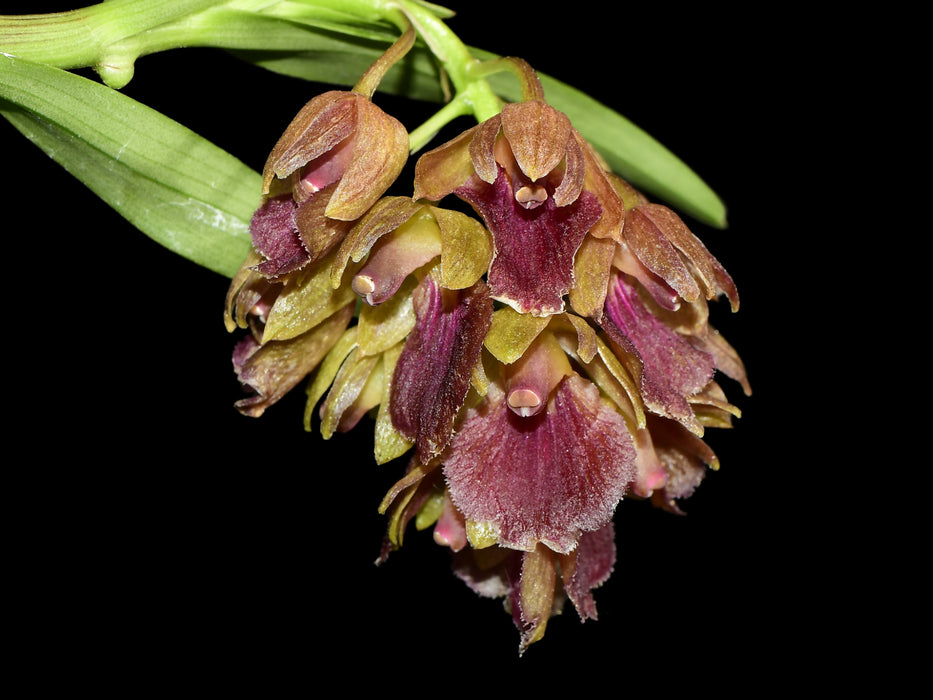 Epidendrum cleistocoleum