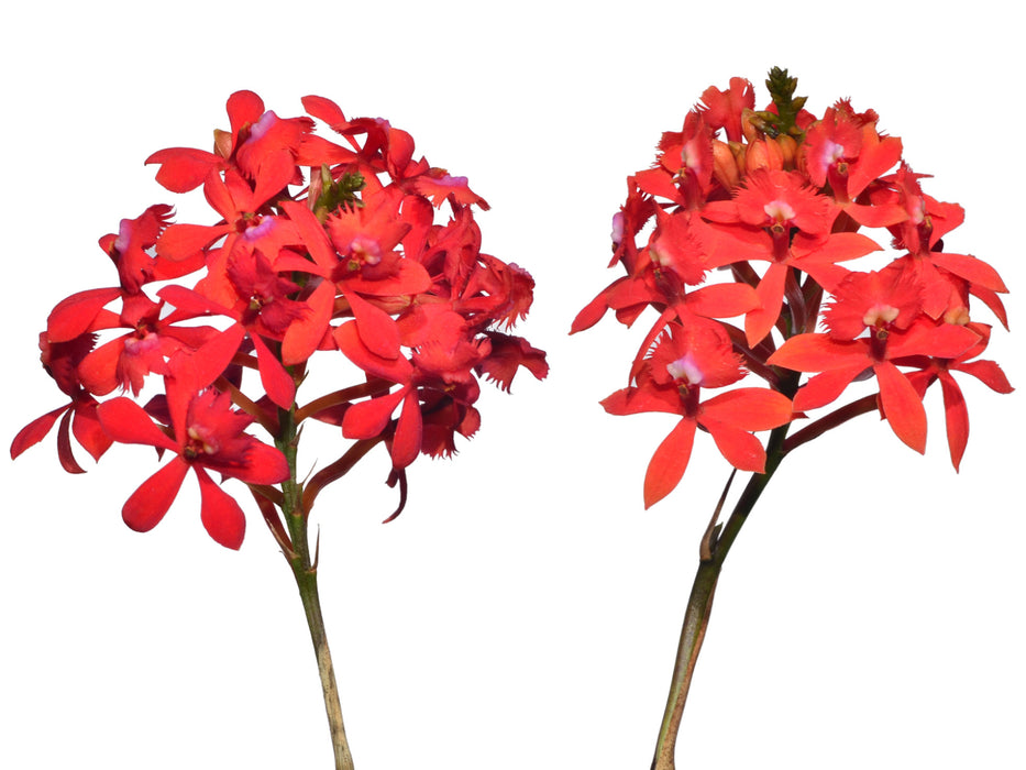 Epidendrum cochlidium