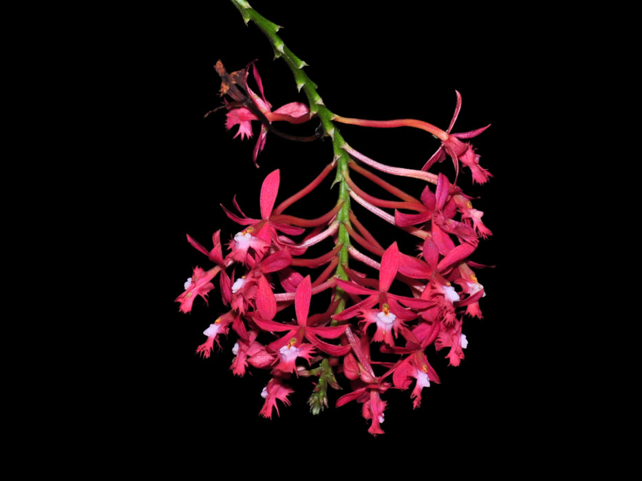 Epidendrum cochlidium