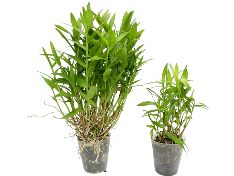 Epidendrum cochlidium (Big)