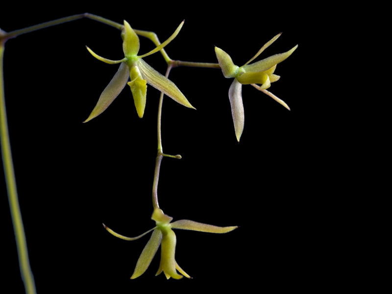 Epidendrum compressum