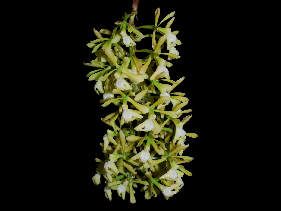 Epidendrum coronatum