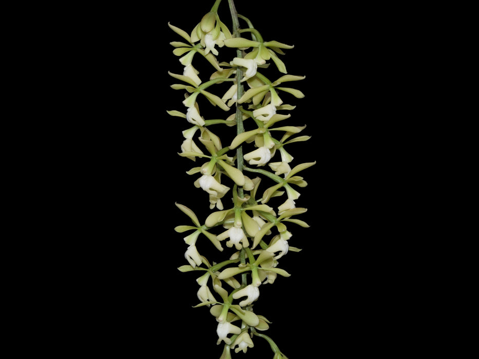 Epidendrum coronatum