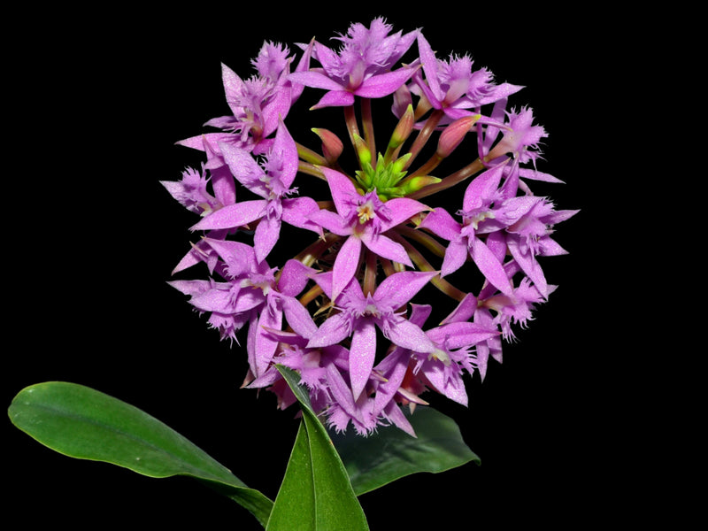 Epidendrum corymbosum