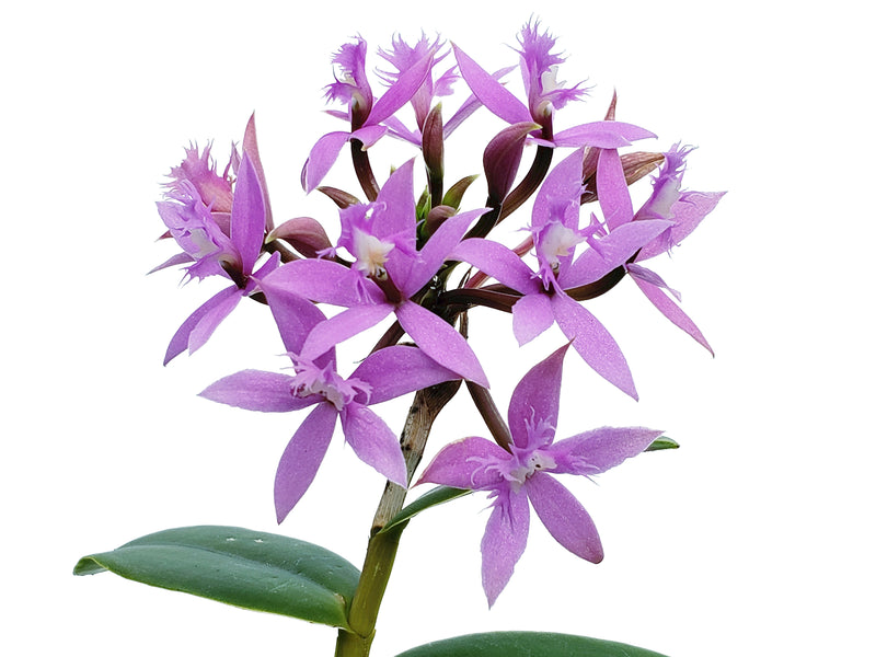 Epidendrum corymbosum